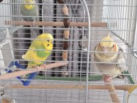 Muhabbet kuşumuz