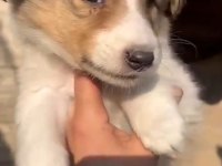 Gough collie