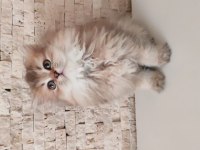 Güzel suratlı british longhair güneş
