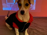 Dünyalar tatlısı jack russell kızımıza acil yuva