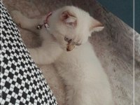 Scottish fold 3 Aylık