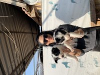 Border collie yavrularım sağlık ve ırk garantilidir