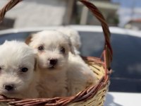 Maltese Terrier Sıfır Numara Akıllı Ve Uyumlu