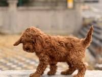 A kalite toy poodle dişi erkek yavrular