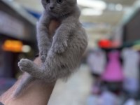 WC eğitimli oyuncu scottish fold