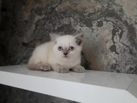 2 Aylık British Shorthair ve Scotish Fold Dişi Yavrular