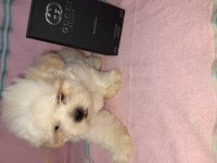 Muazzam güzellikte yakışıklı bir morkie çocuk