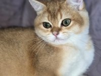 GOLDEN ERKEK KEDİMİZ