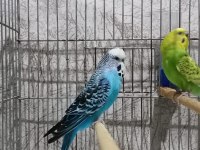 Damızlık muhabbet kuşu jumbo