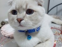 Scottish fold blue point