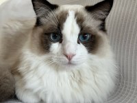 DÜNYALAR YAKIŞIKLISI PRENSİME RAGDOLL EŞ ARIYORUM