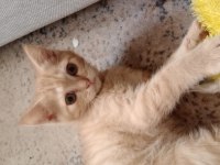 Minik bebek kediye acil yuva