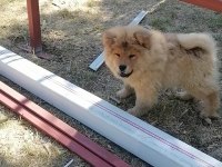 ÜRETİCİDEN CHOW CHOW ÇİN ASLANI YAVRULARI
