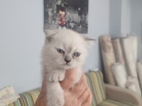 Scottish fold yavrular