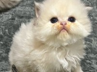 British Longhair Sevgi Dolu Kediler