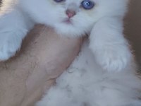 AY YÜZLÜ SCOTTİSH FOLD PRENSES