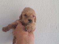 Goldendodle yavrularımız rezerveye acilmistir