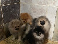 Pomeranian sevgililer gününe özel kampanya