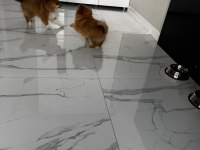 Erkek ve Dişi Yavru Pomeranian