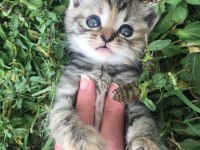 British shorthair yavrularım 2 aylıklar