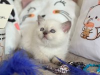 Scottish fold yavrularımız