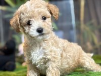 2 aylık erkek dişi toy Poodle yavrular