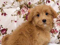 RED MALTİPOO DİŞİ