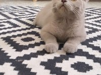 KESİNLİKLE SAĞ ORJİNAL IRK ÇOK SAĞLIKLI 5 AYLIK