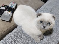 Uyumlu ve sevimli blue point kedimiz