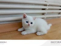 Kardeş british shorthair kediler