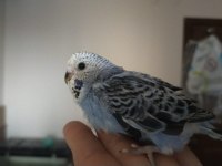 Jumbo yavru muhabbet kuşları