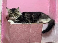 2 Yaş Erkek Maine Coon