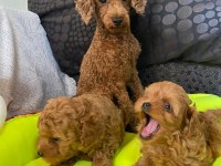 Toy poodle bebekler