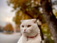 Scottish fold yeni yuvasını arıyor