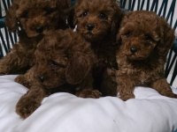 Kore babadan red toy poodle minnaklar