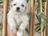 Maltese terrier 60 günlük köpeğimiz
