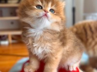 Golden ny12 erkek bebek british longhair