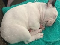 5 Haftalık safkan French Bulldog bebekler