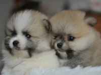 TEDDY BEAR POMERANİAN BEBEKLER