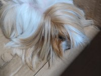 Ginepig Ücretsiz Sahiplendirilecek