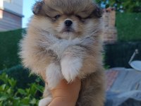 Pomeranian Boo Yavruları