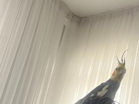 Susmak bilmeyen 1 yaşında ele alışık sultan papağanı