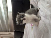 1 Aylık Nadir Renk British Longhair Bebişler