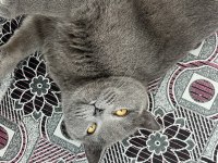 4 YAŞINDA KISIR DİŞİ KEDİMİZ