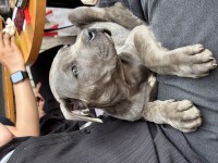 Cane Corso Blue Safkan