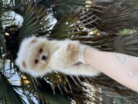 Pomeranian Boo 