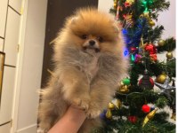 Dişi erkek pomeranian bebekler