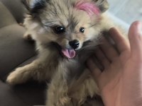 Tuvalet Eğitimi Mevcut Köpektir Bütün Bakımları Yapılmıştır