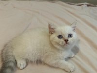 Safkan Yavrular Yuvalarını Ariyorlar