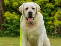 Şecereli Safkan Labrador retriever yavruları